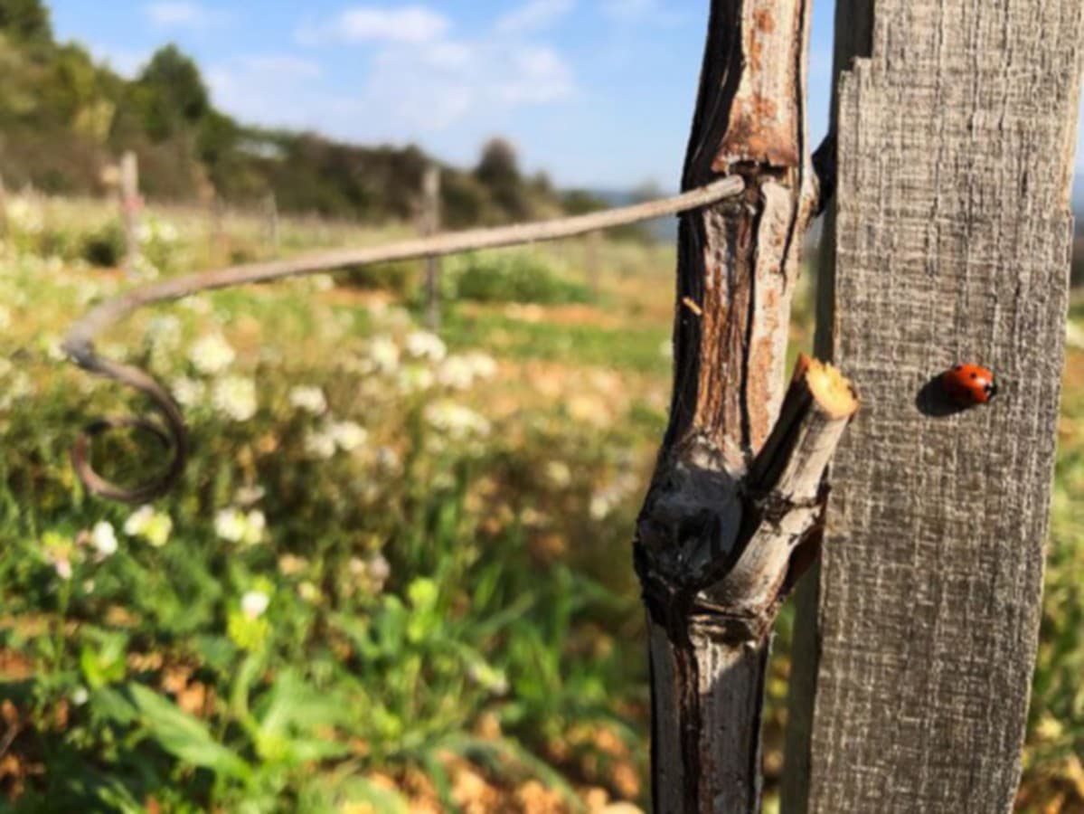 DOMAINE LA BOSQUE - CESSENON - OCCITANIE