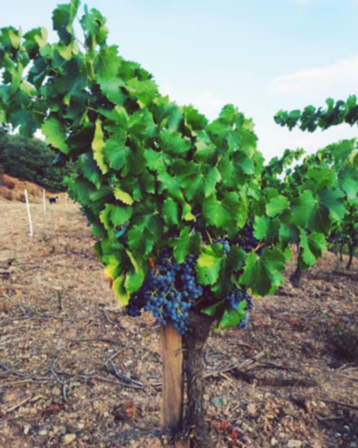 DOMAINE LA BOSQUE - CESSENON - OCCITANIE