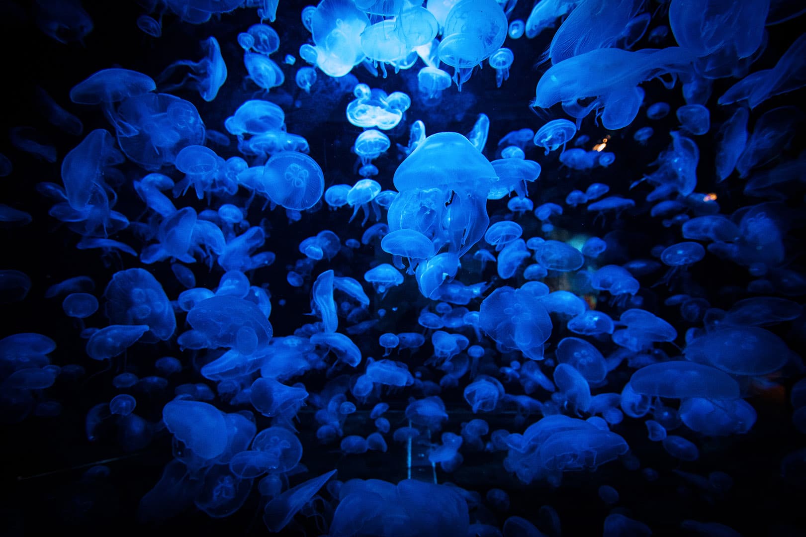 Escale Planète Bleue