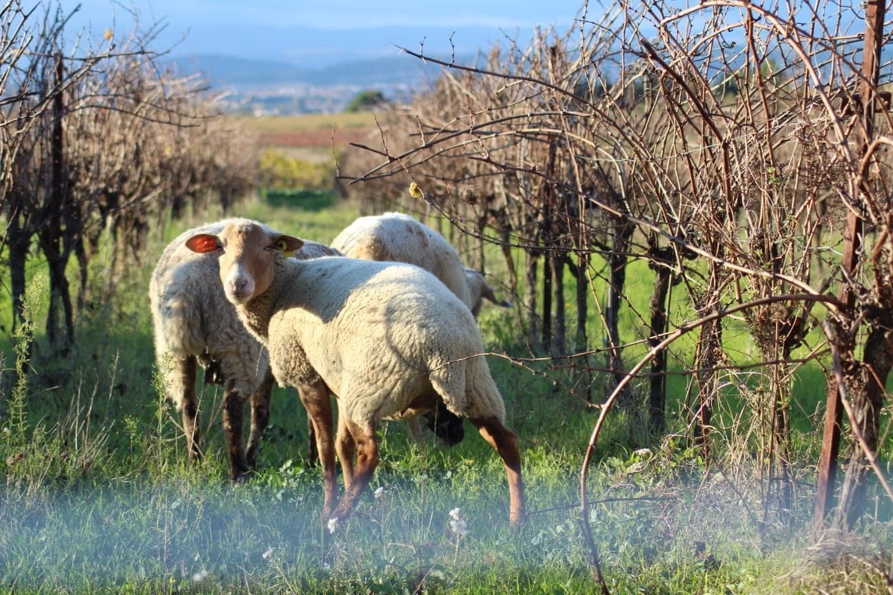 mouton vigne 2