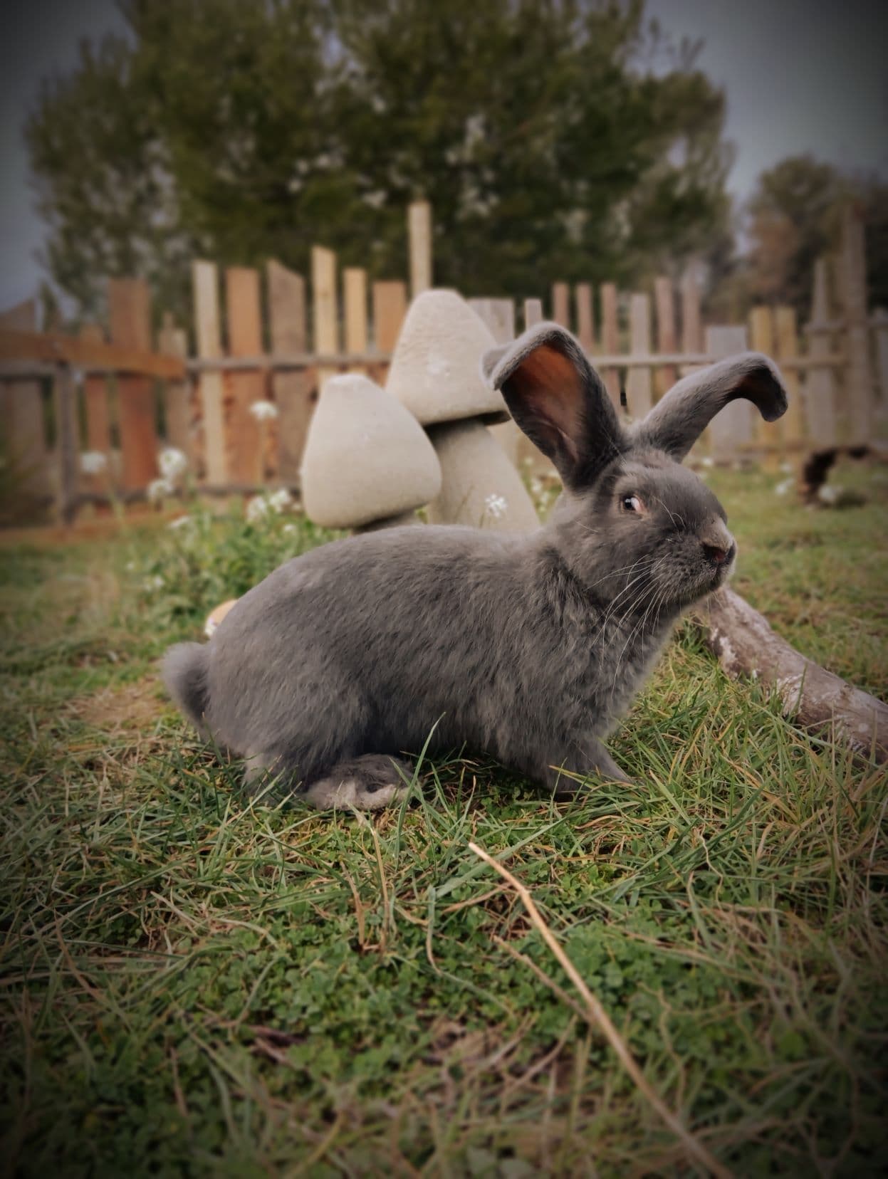 nouveau lapin
