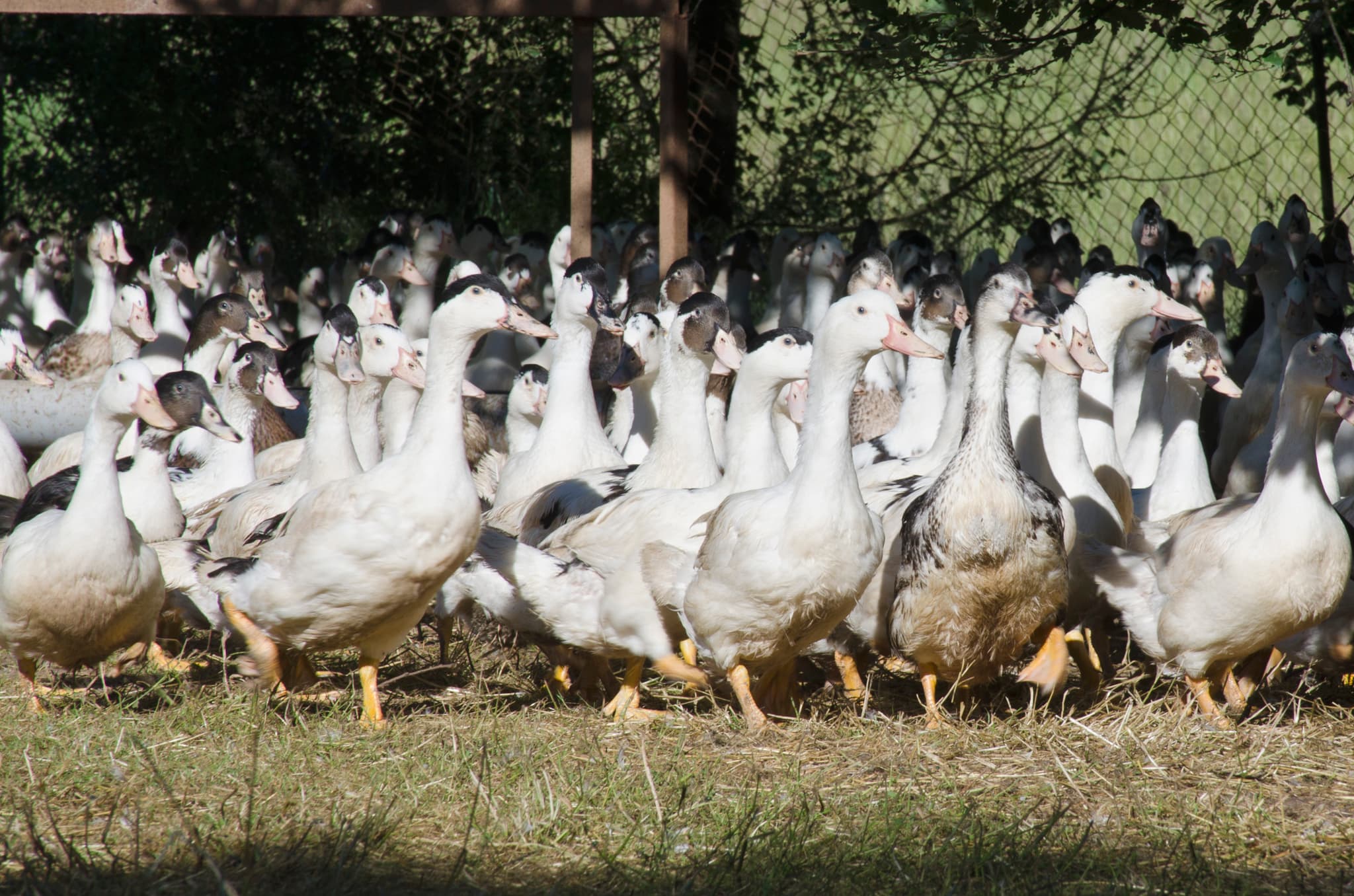 Notre élevage de Canard