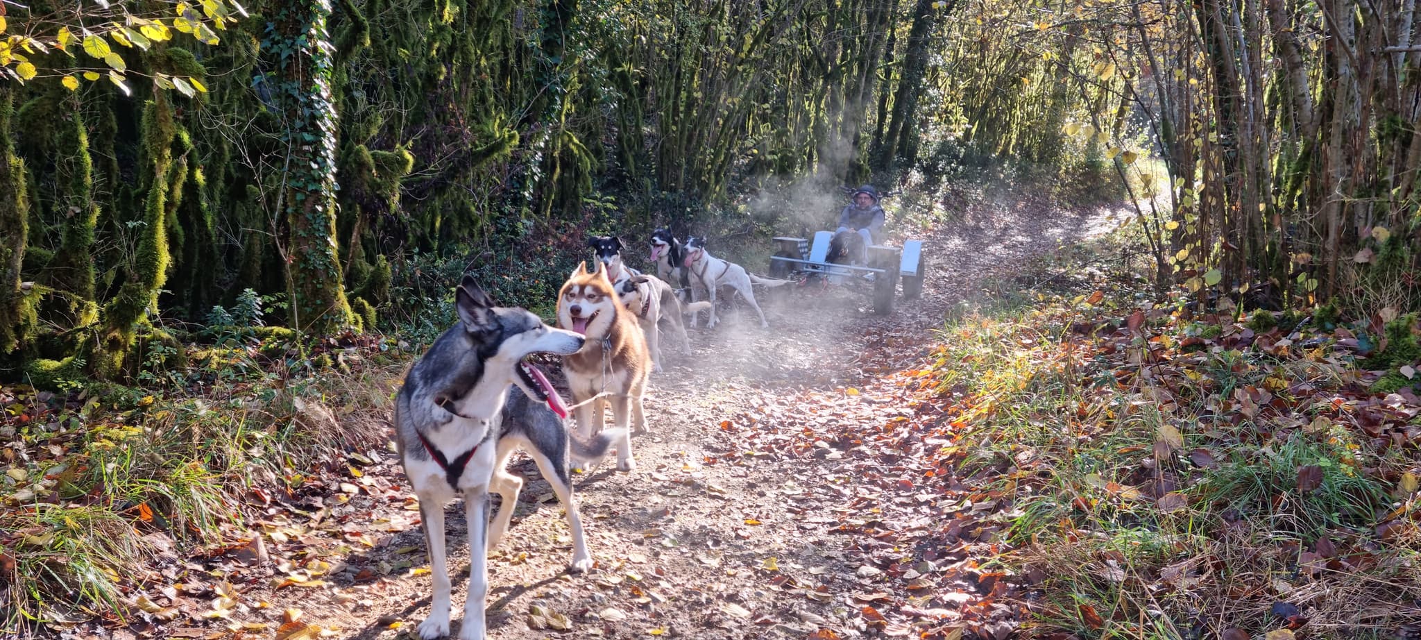 Cani-Kart