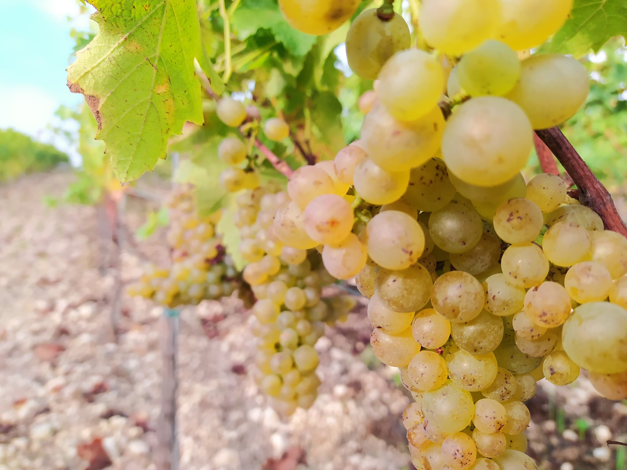 Domaine Pejusclat