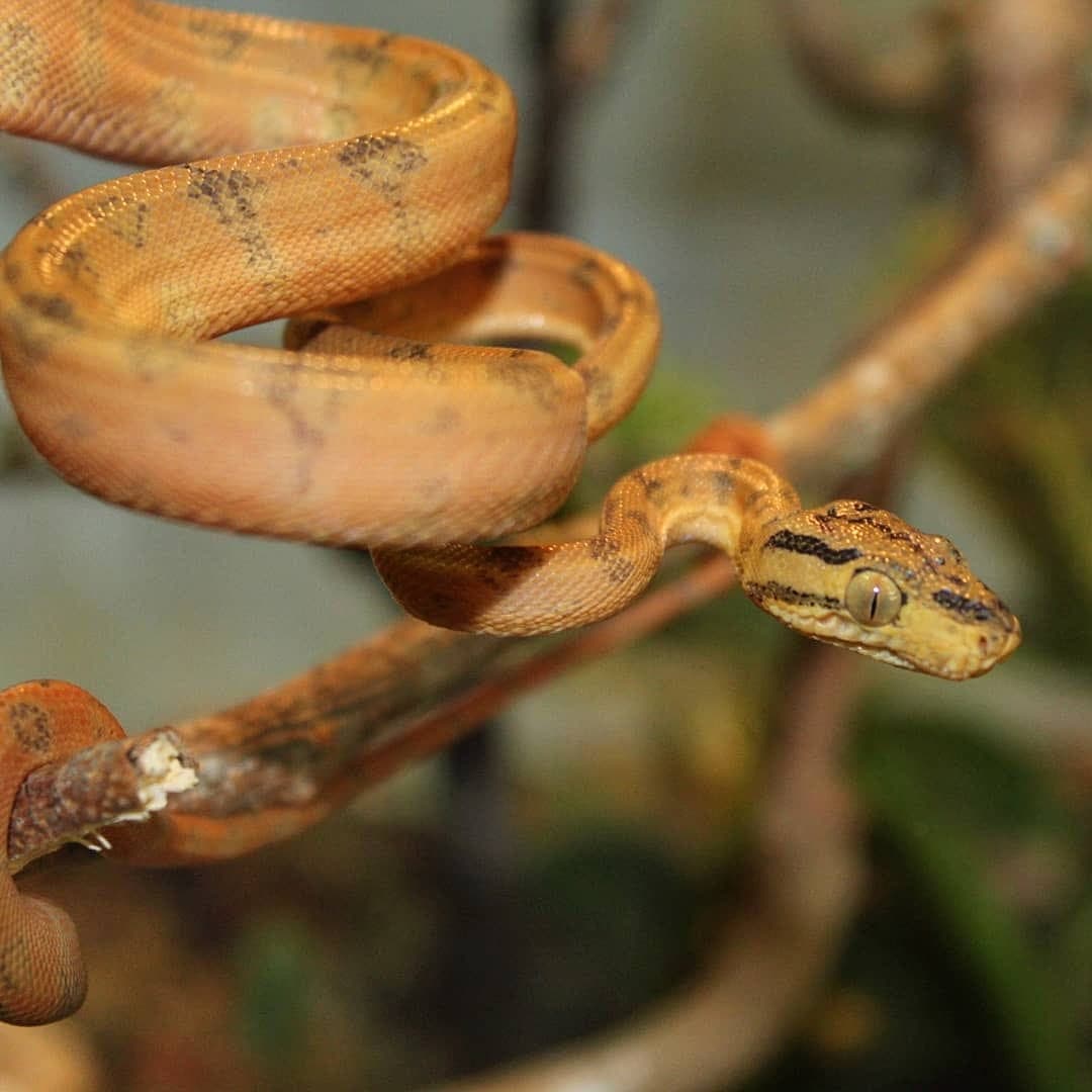 Corallus hortulanus