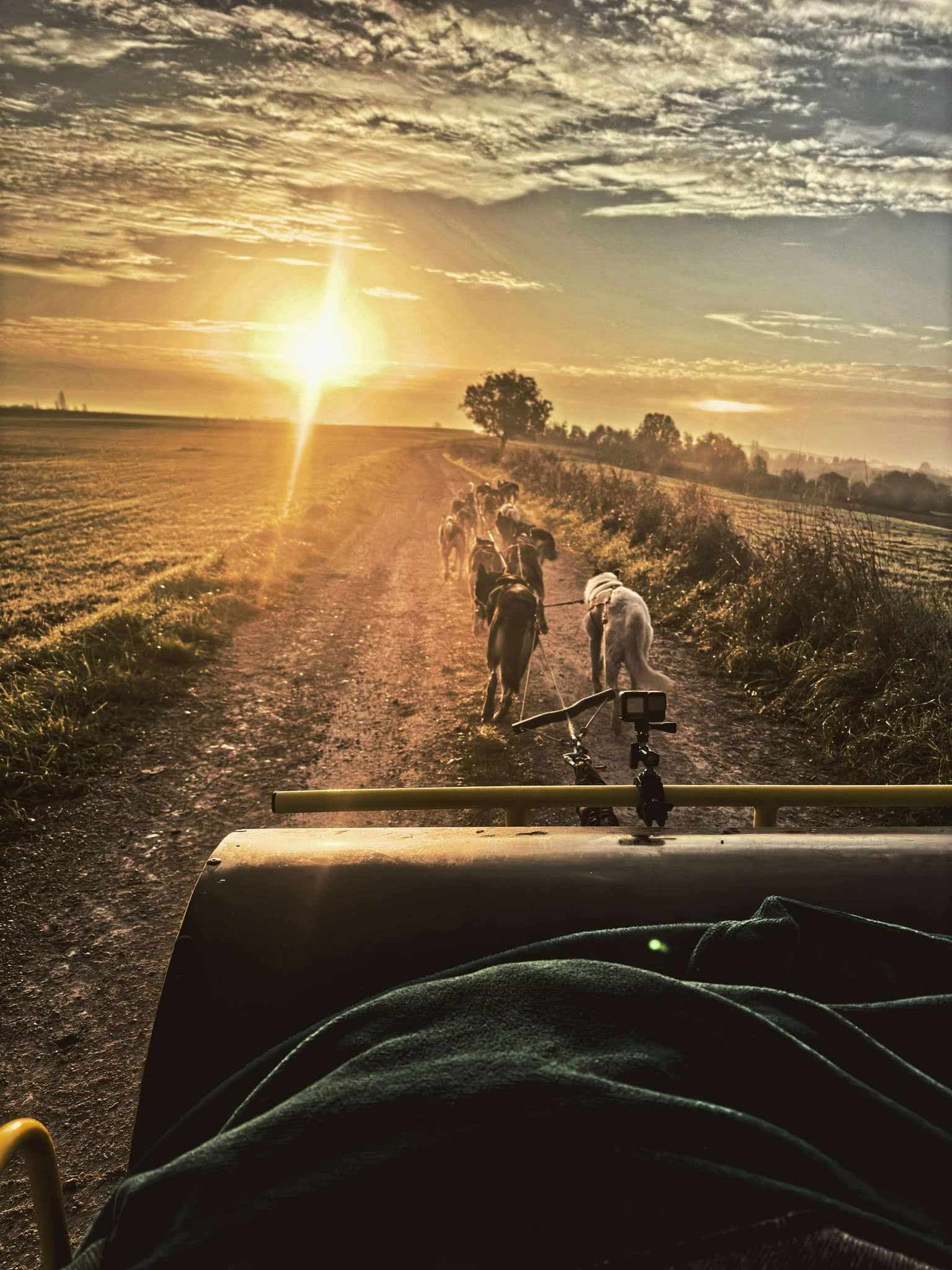 Cani-kart LALBENQUE