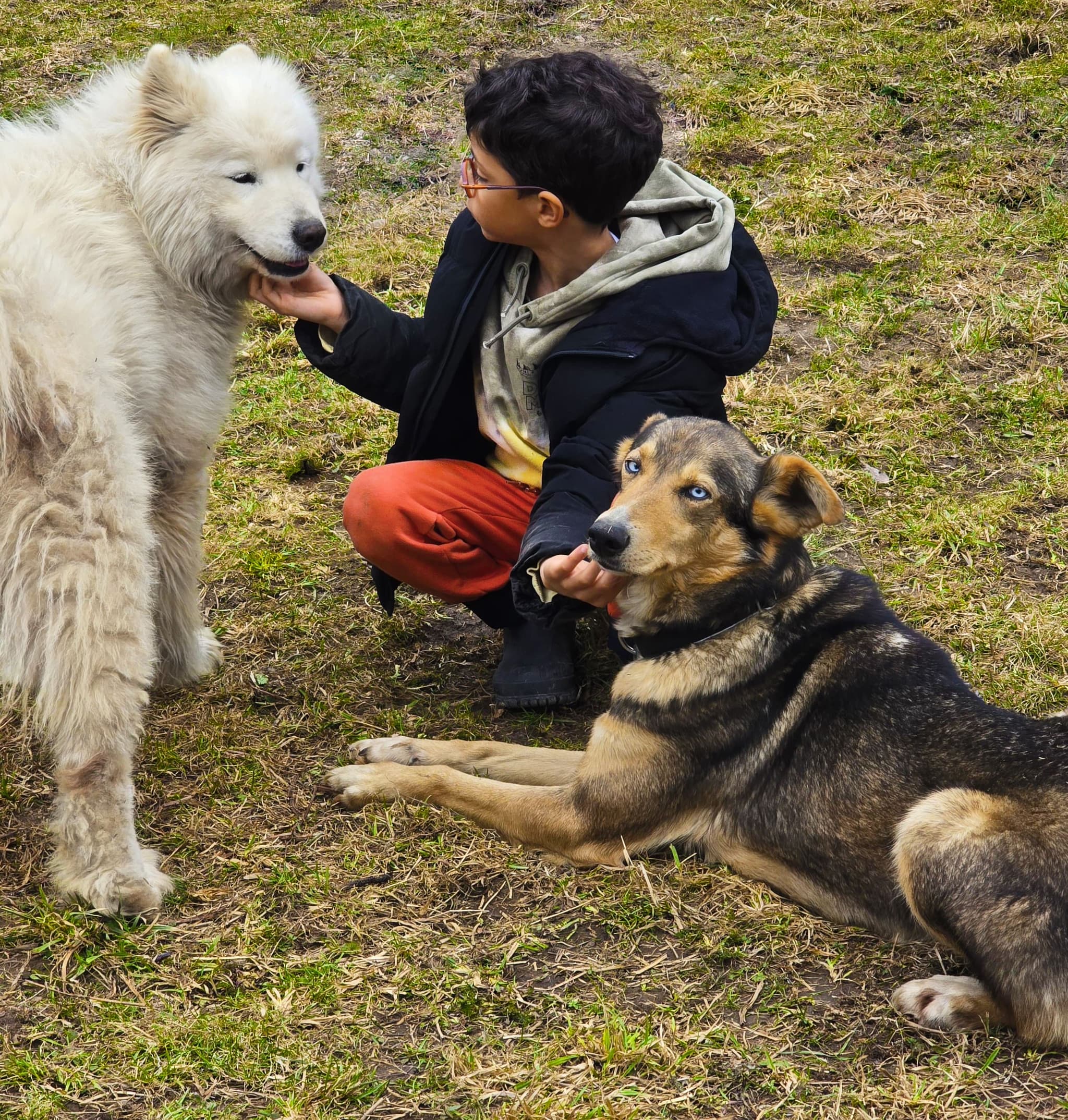 Lot Of Dogs - Husky Expérience