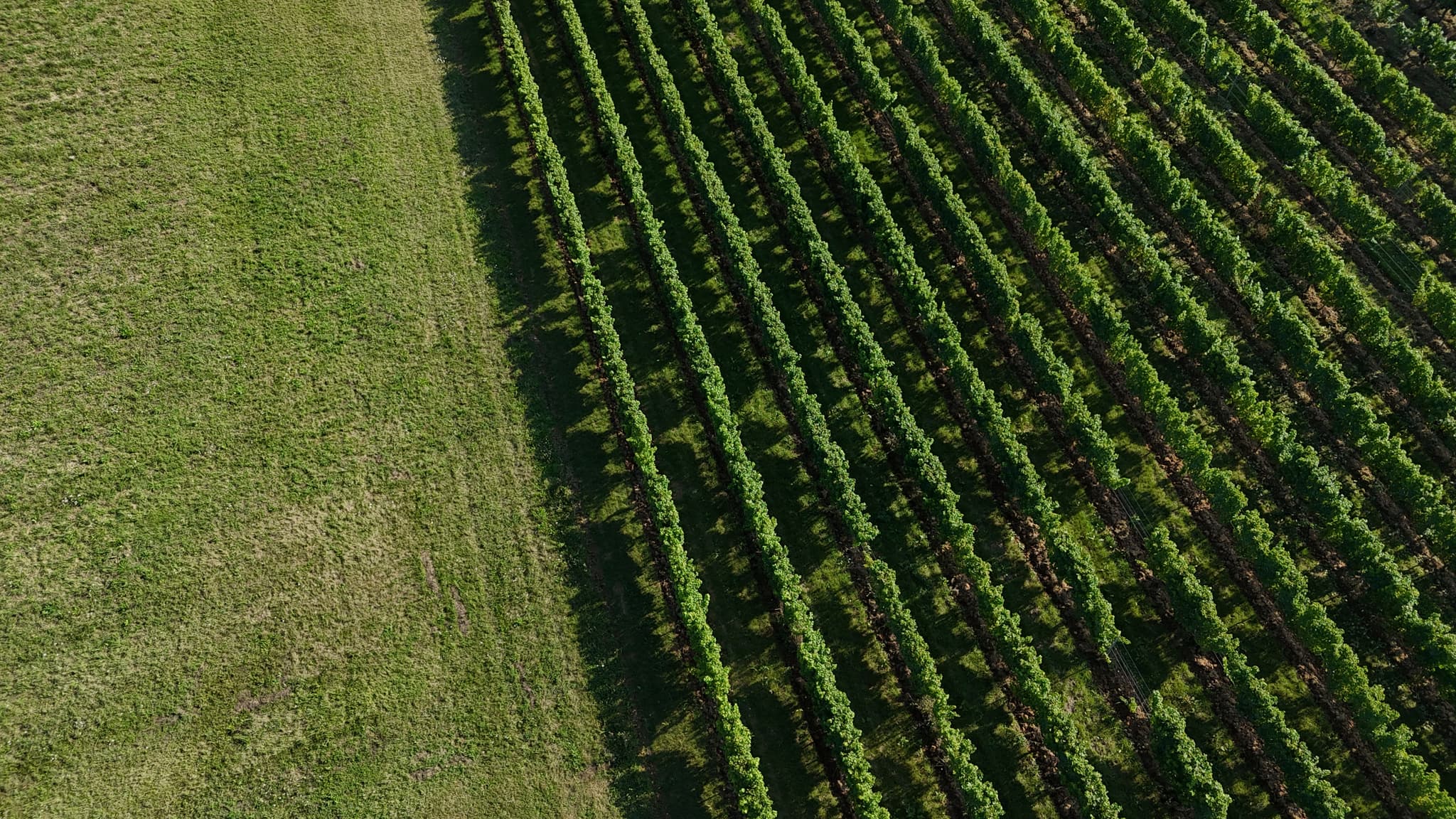 Clos d'Audhuy