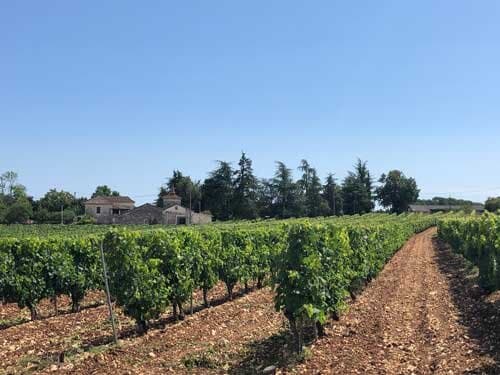 Le vignoble du Clos Siguier