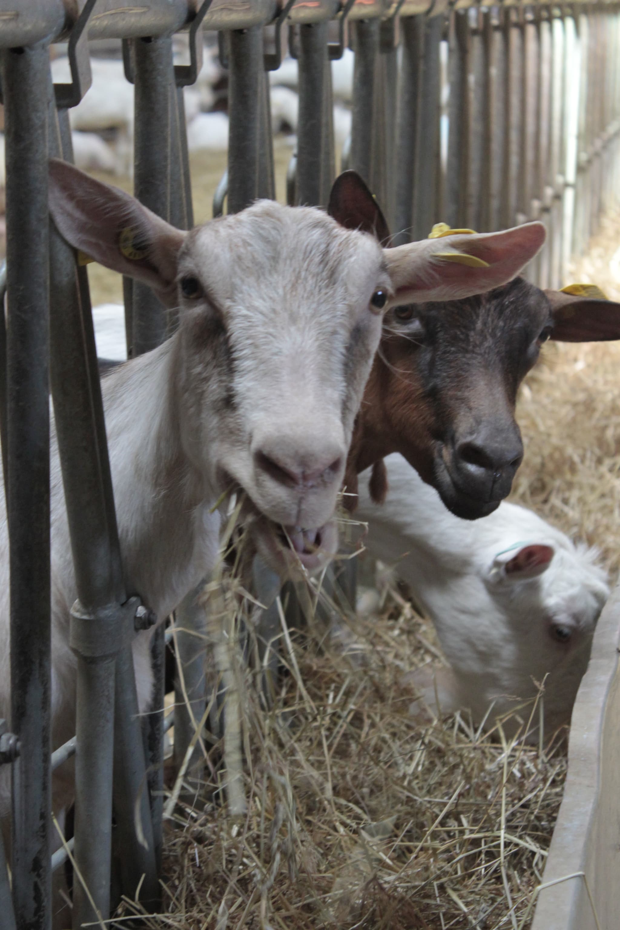 Ferme de Barbarou