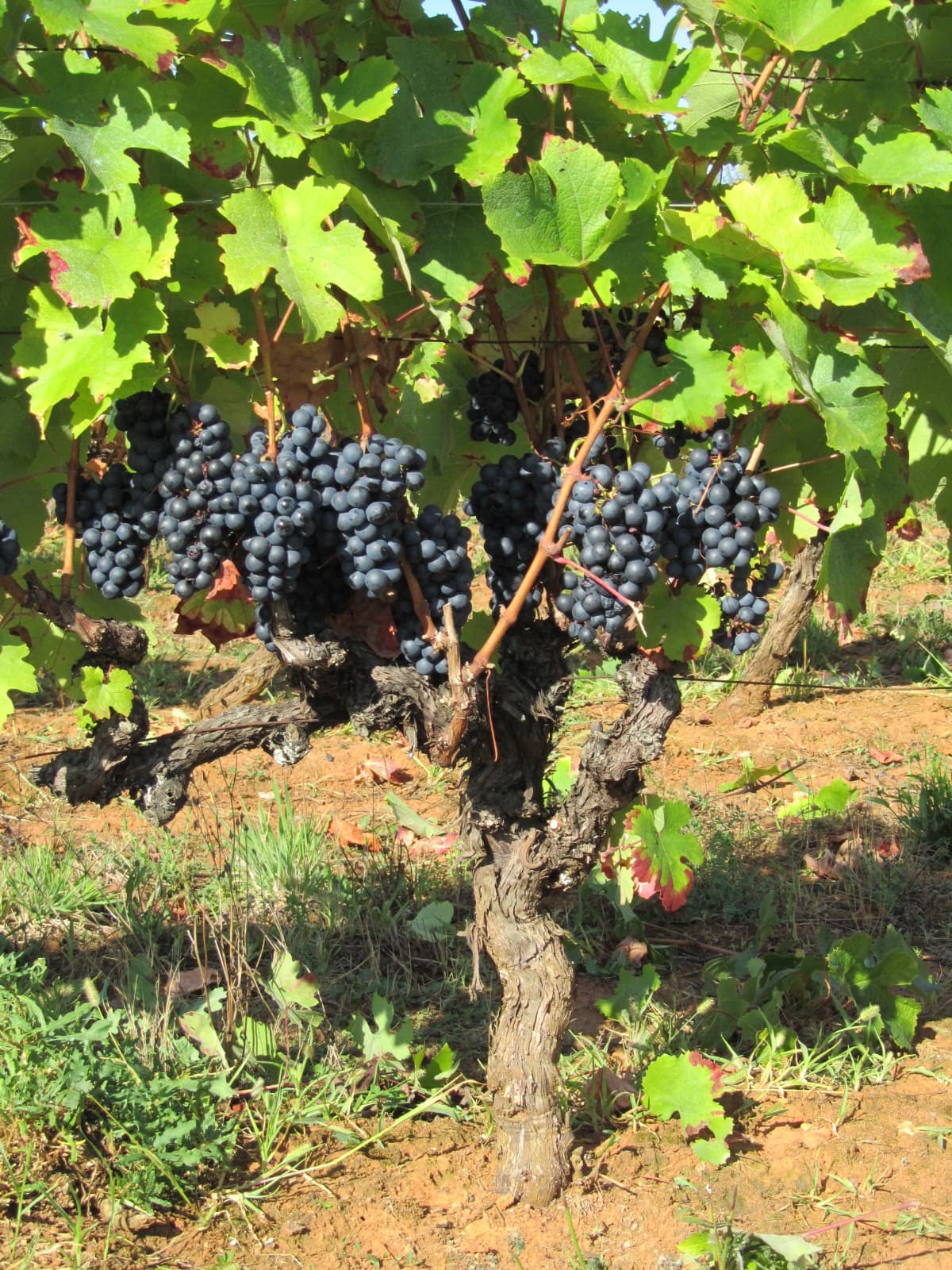 Vignoble Les Claies de Maillol