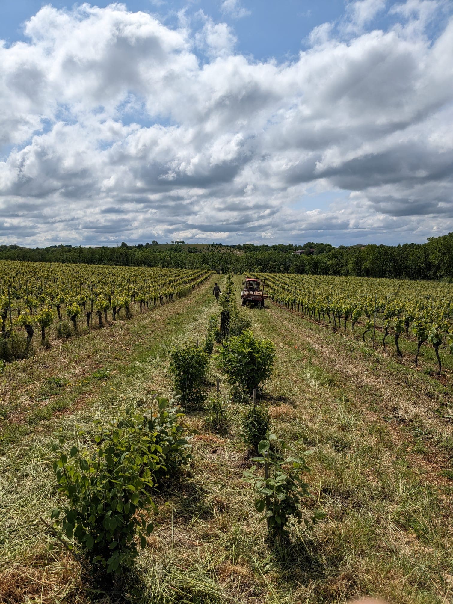 Haie plantée - agroforesterie