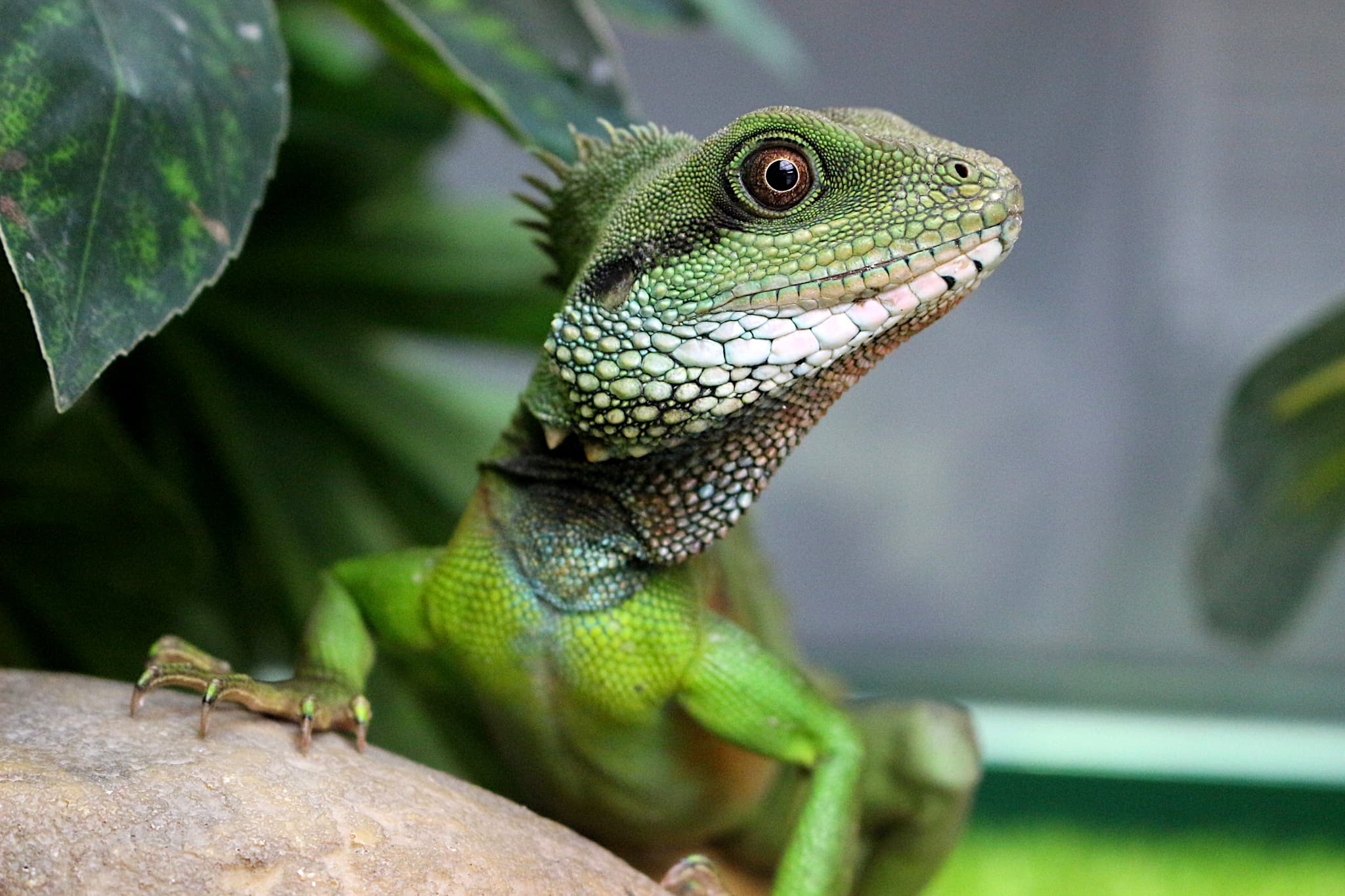 Reptiland