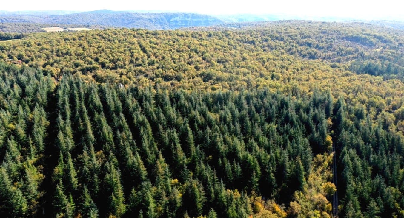 Forêt du causse de Marcilhac-sur-Célé