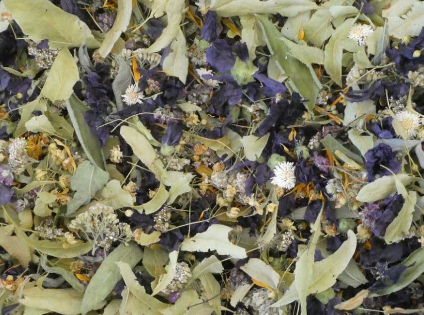 Infusion de plantes