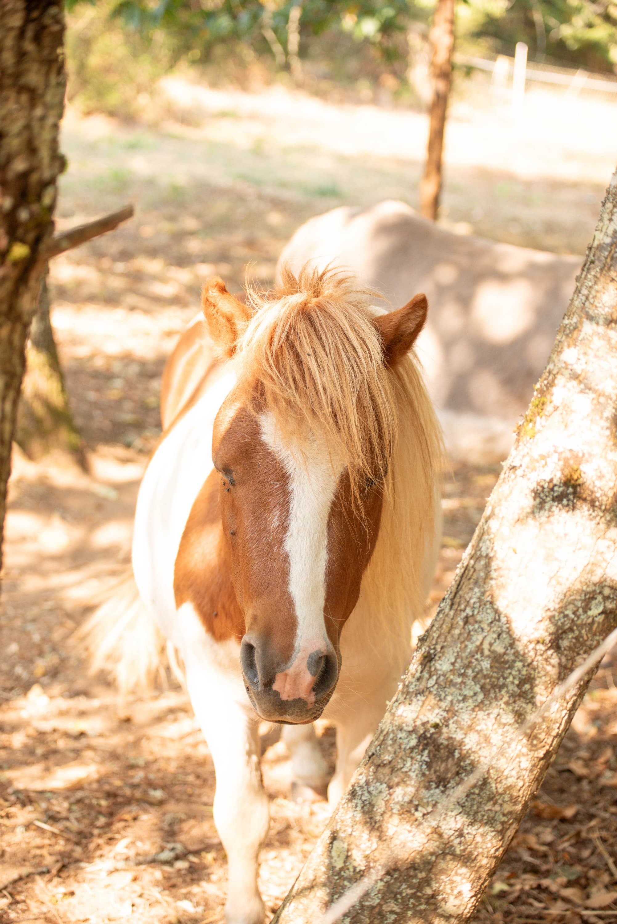 Le poney Pocket