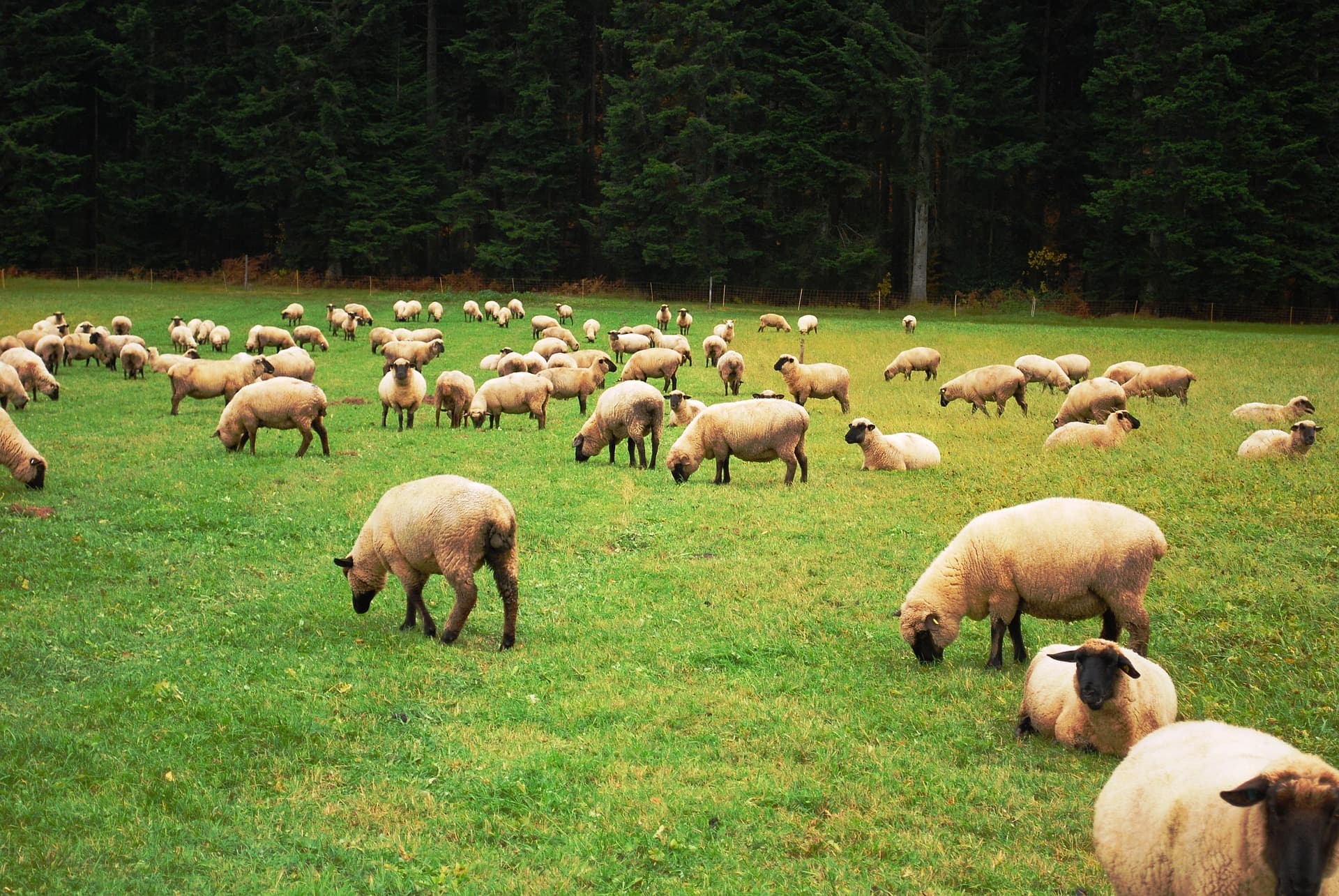 Moutons