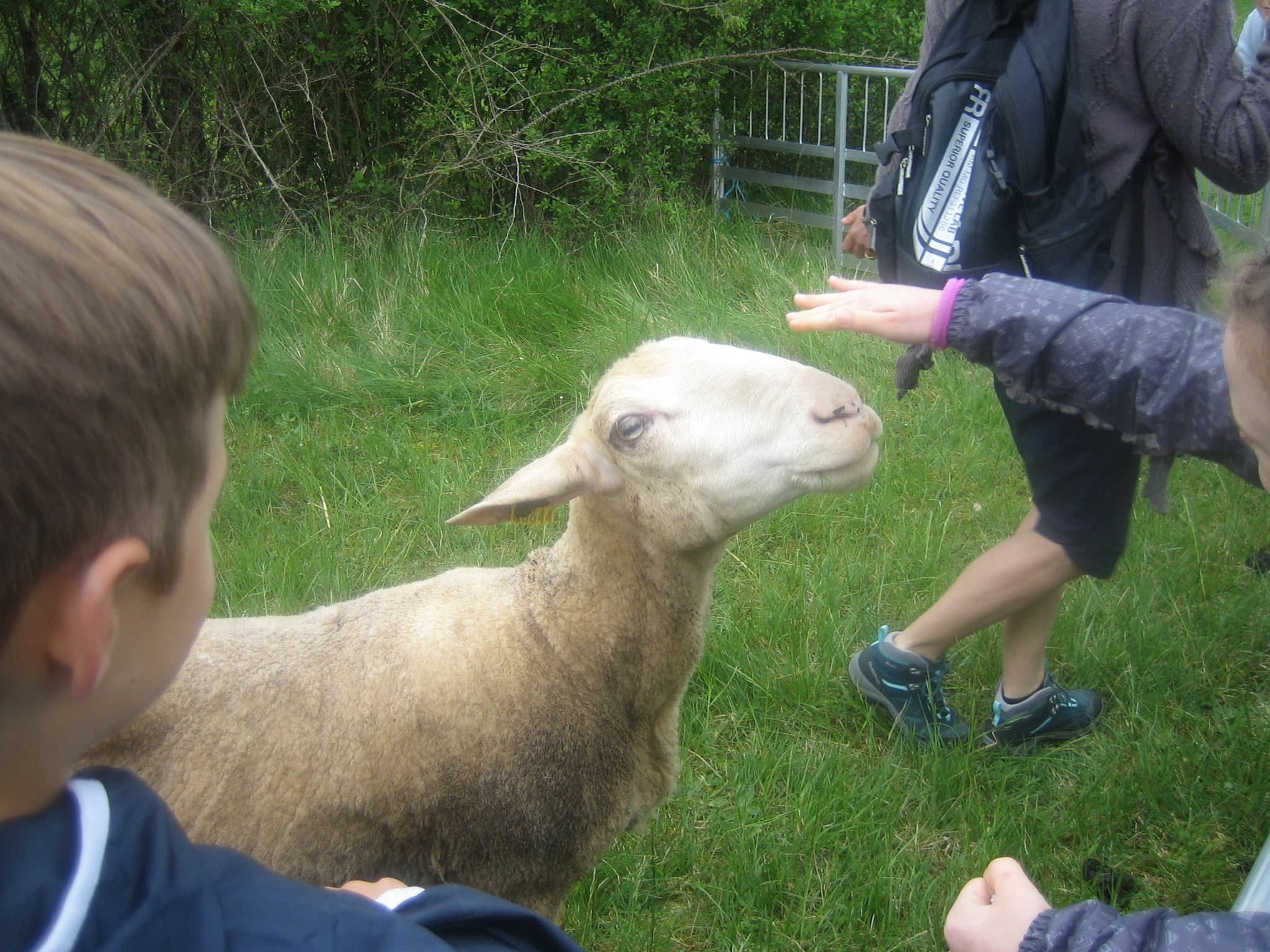 Mouton