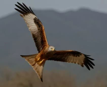 Rapaces de Castelnau