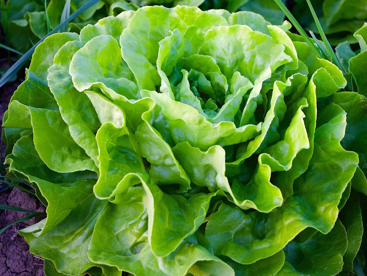 Salade