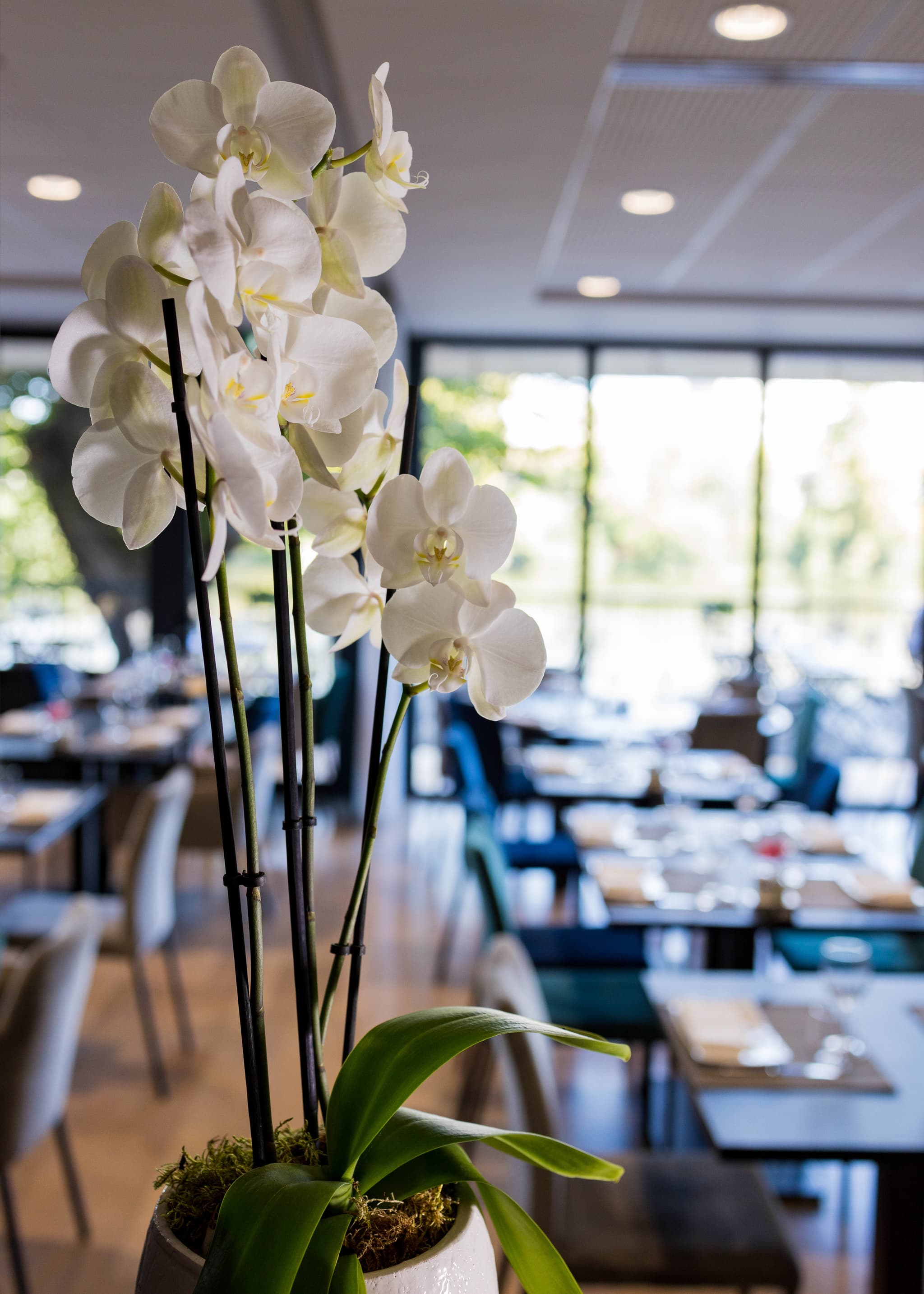 Salle de Restaurant