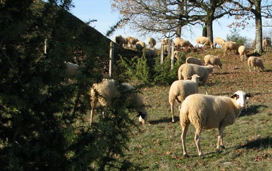 Moutons à lunettes