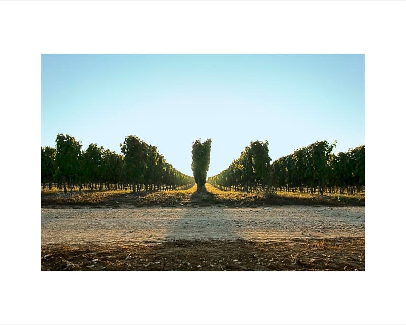 Clos de Pougette