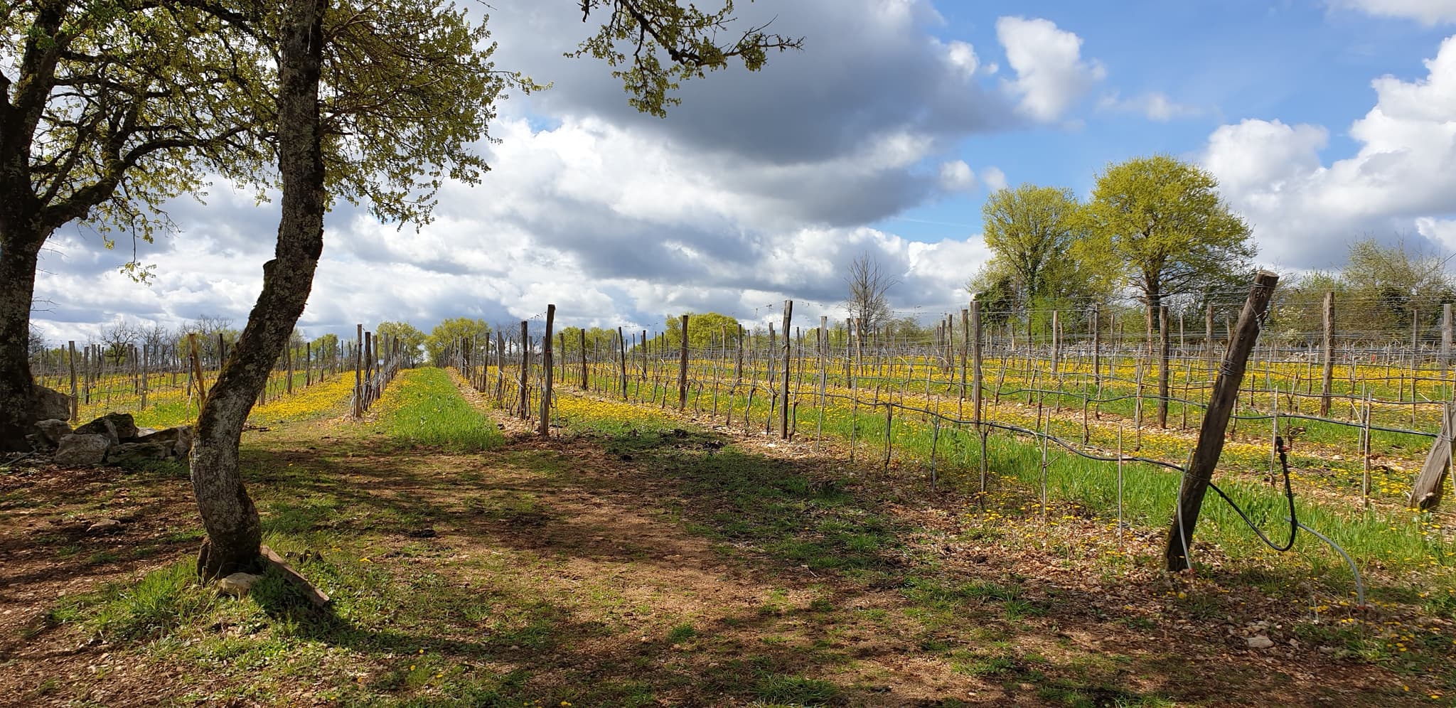 Cantemerle 4c vigne