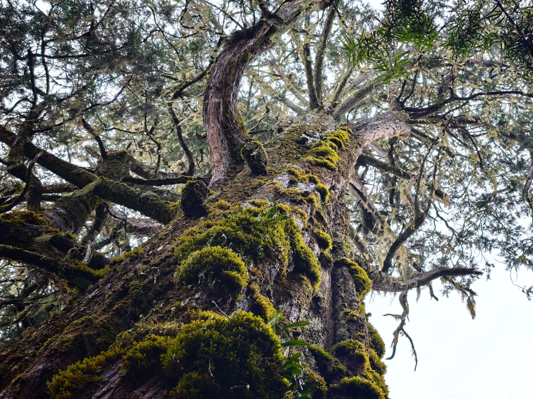 dragon_xxc-tree-10164377