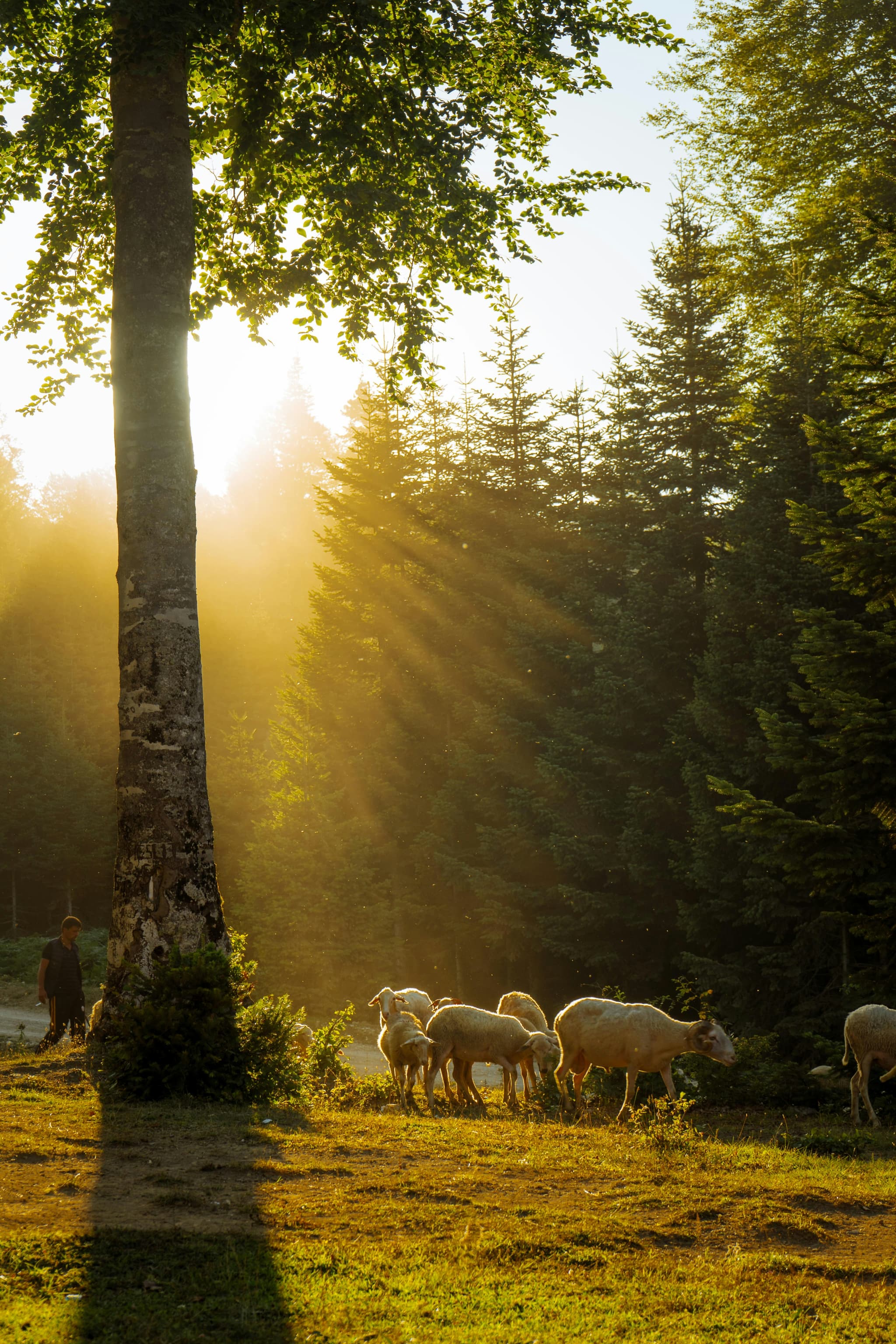 Pastoralisme