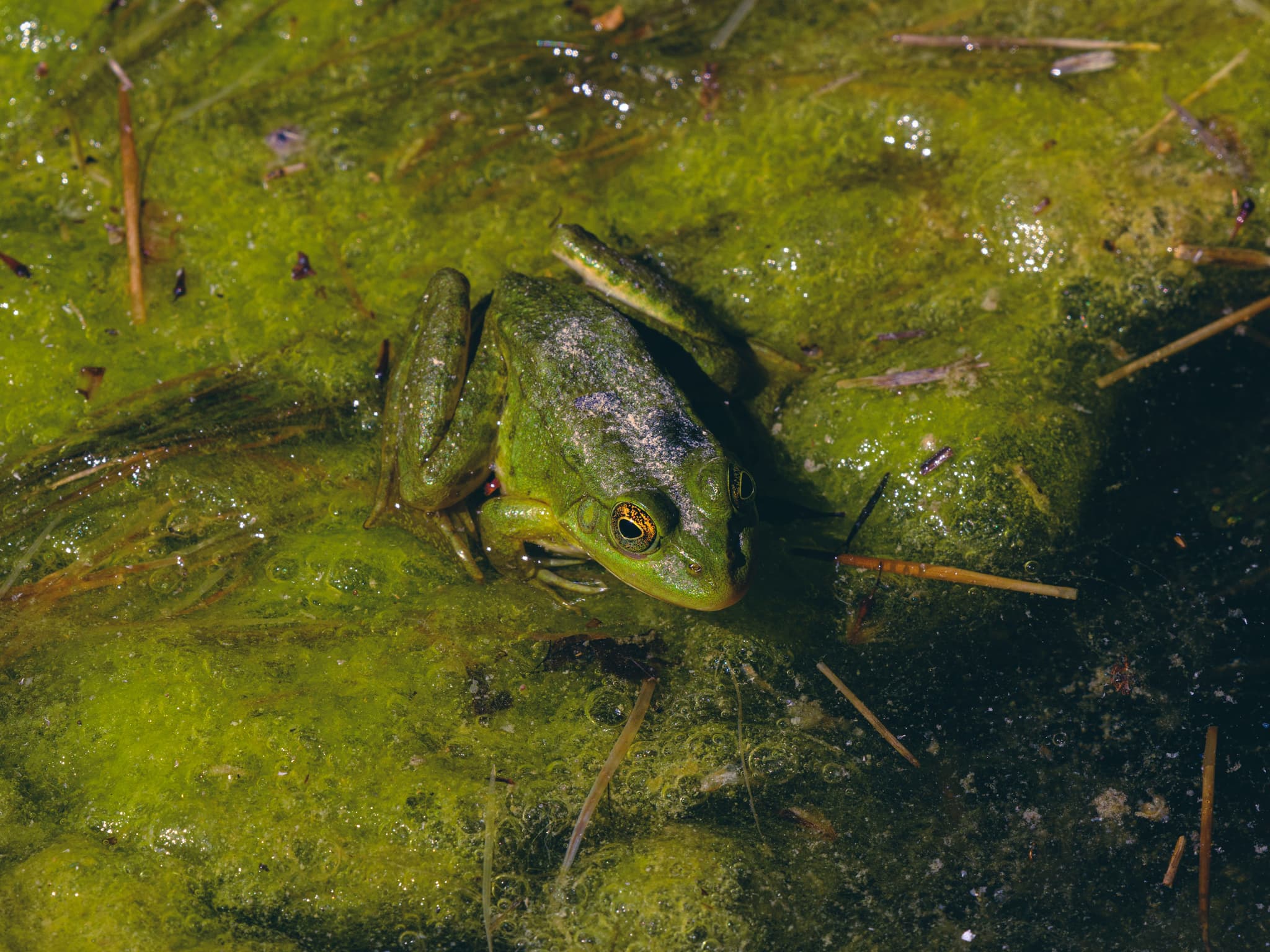 Grenouille
