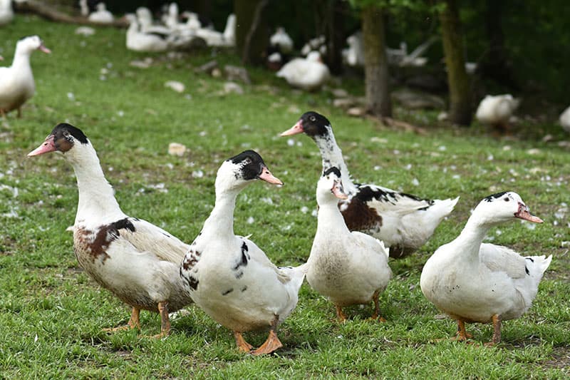 foie-gras-canard