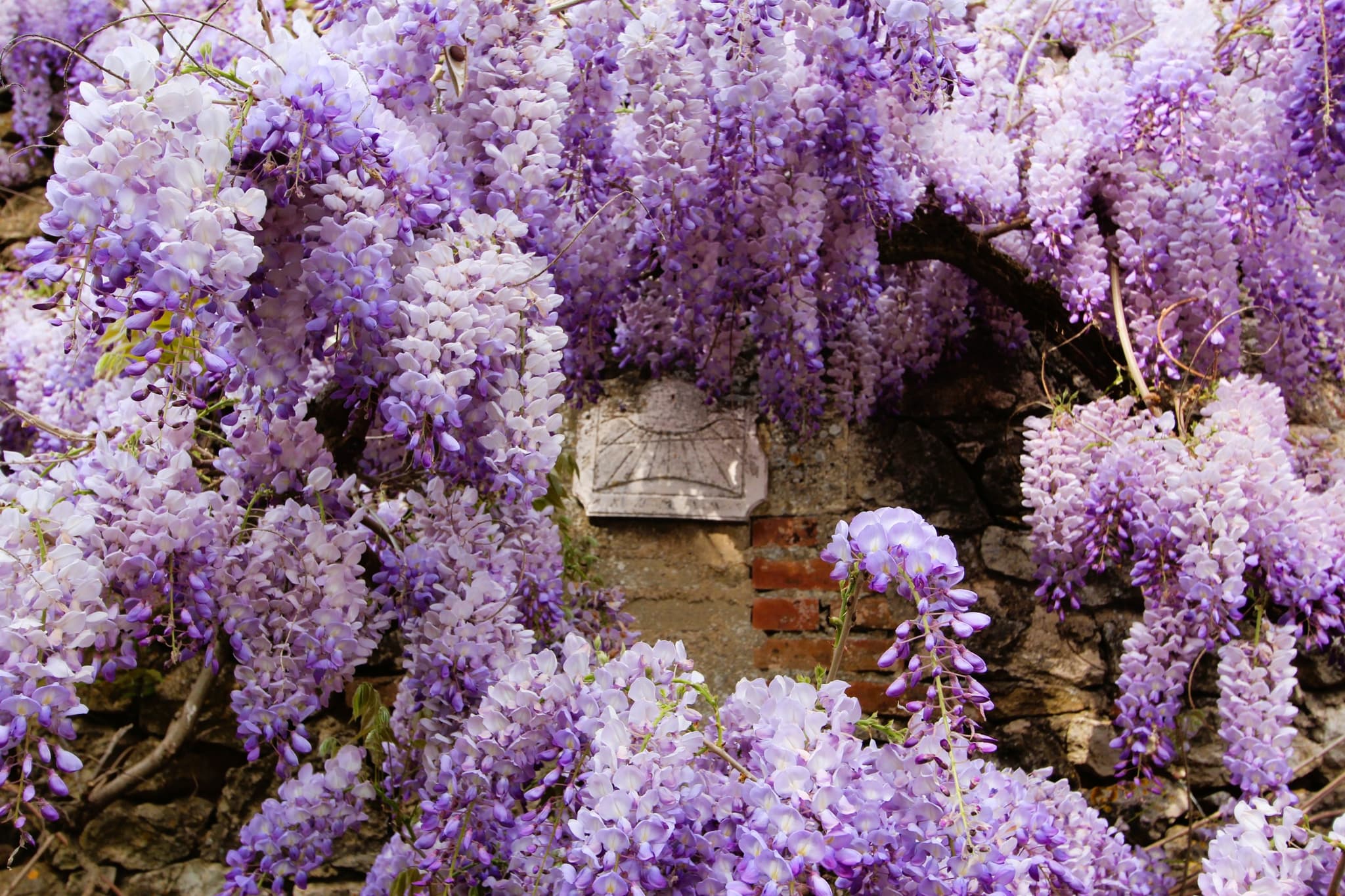 glycines-detail