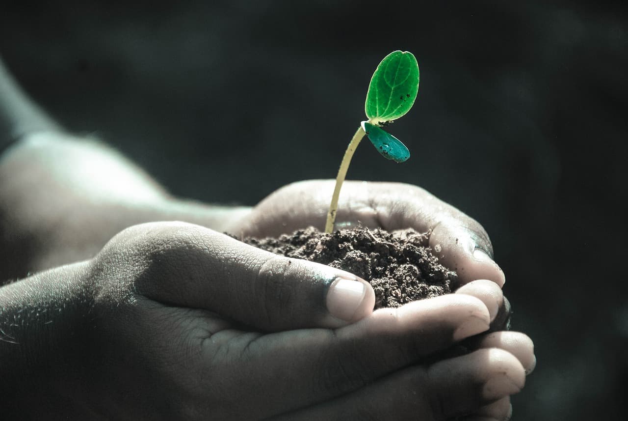 BOURSE AUX PLANTES