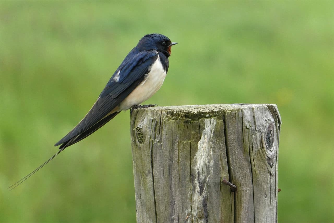 hirondelle