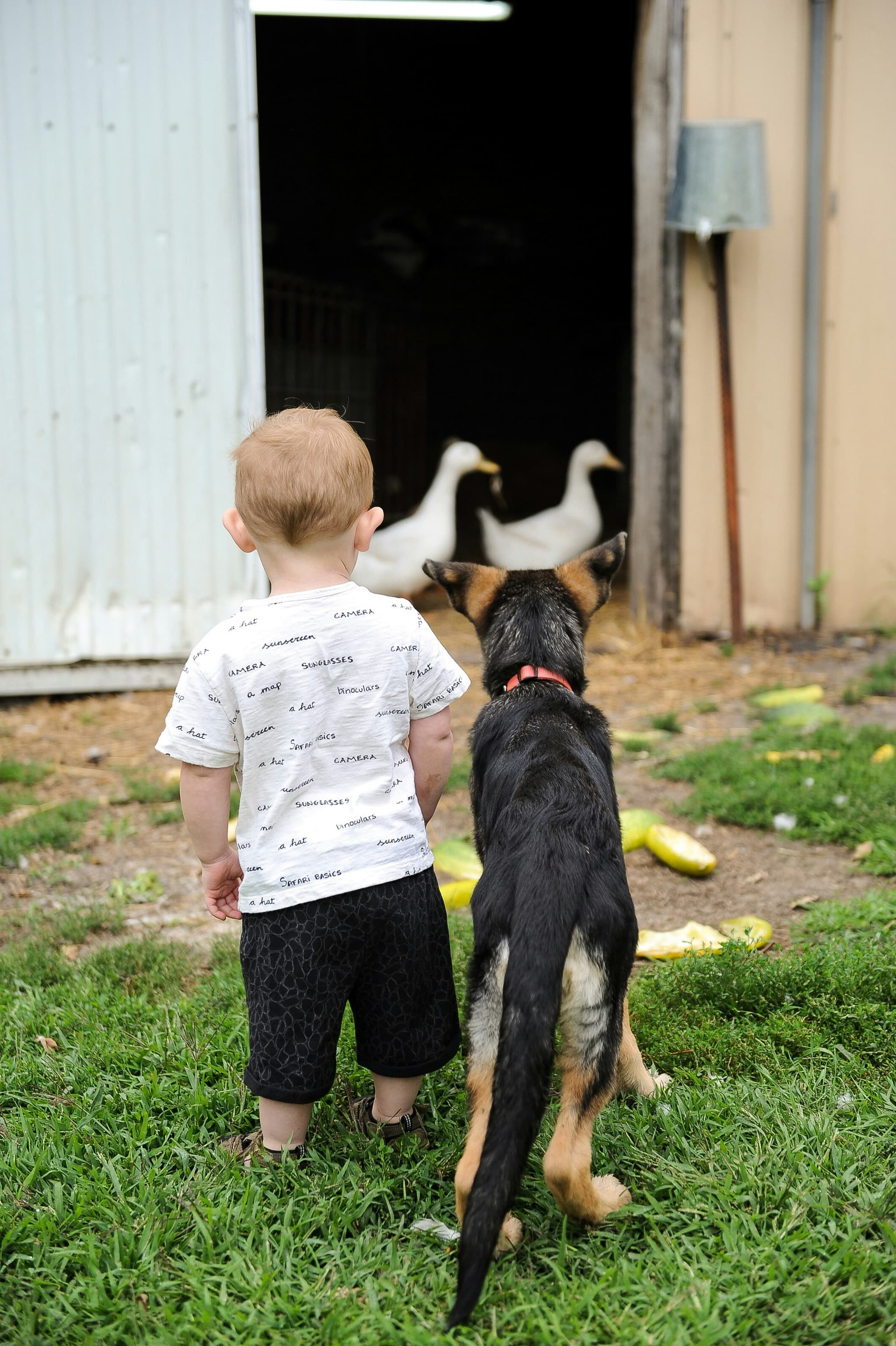 Chiens