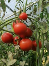 tomates de clémnt borie
