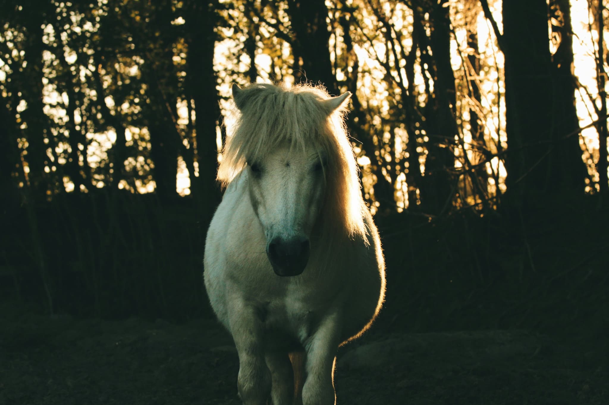 Poney