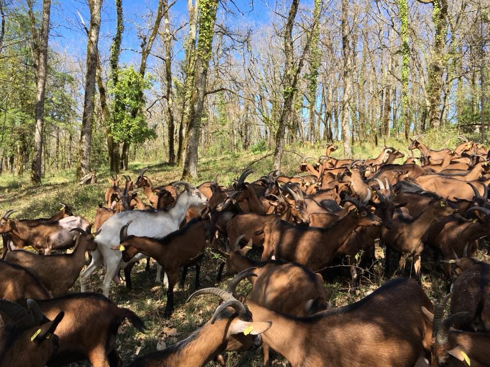 Ferme de Létou chèvrerie à St Cirq Lapopie