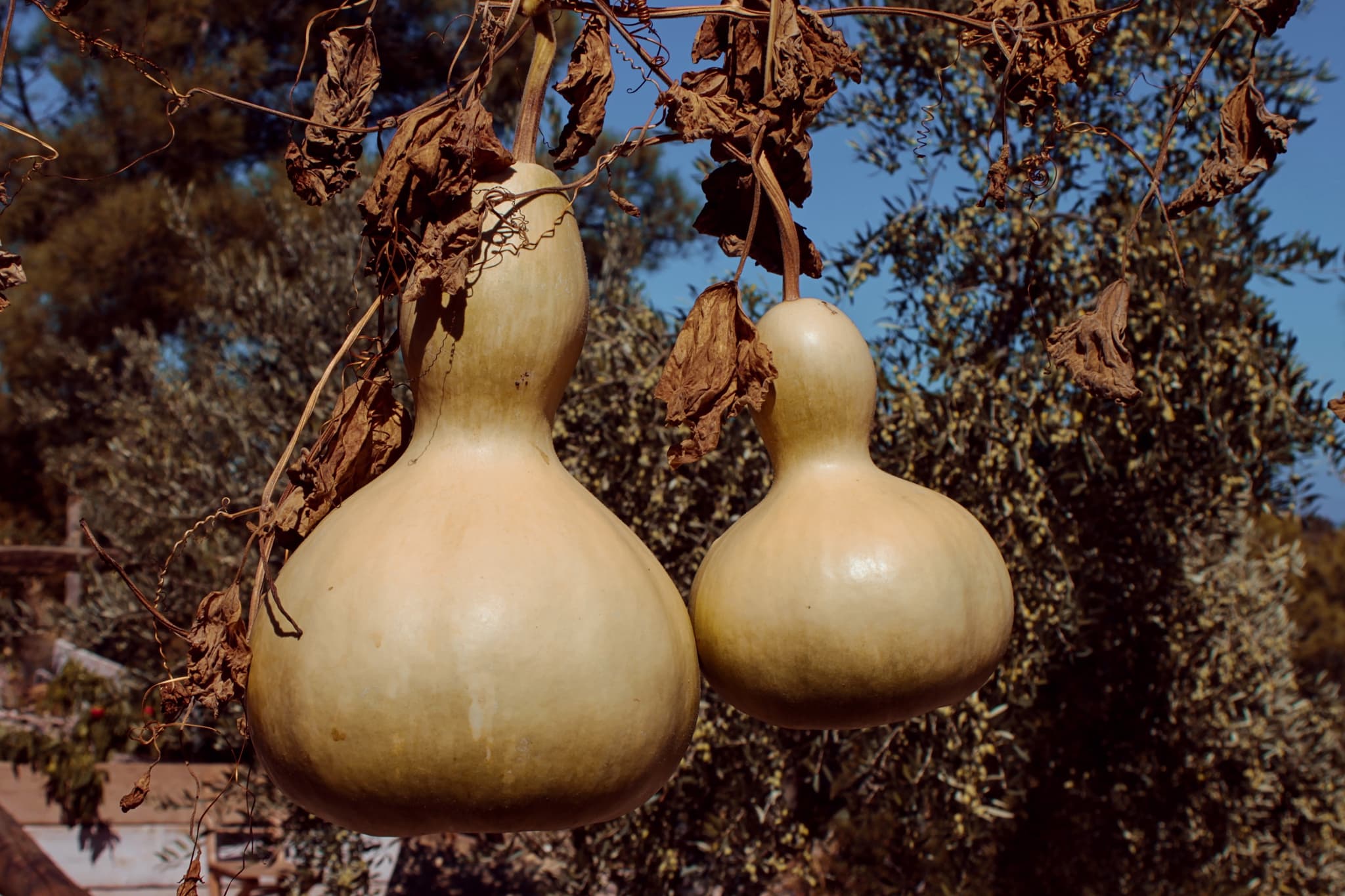 manfredrichter-bottle-gourd-3873644