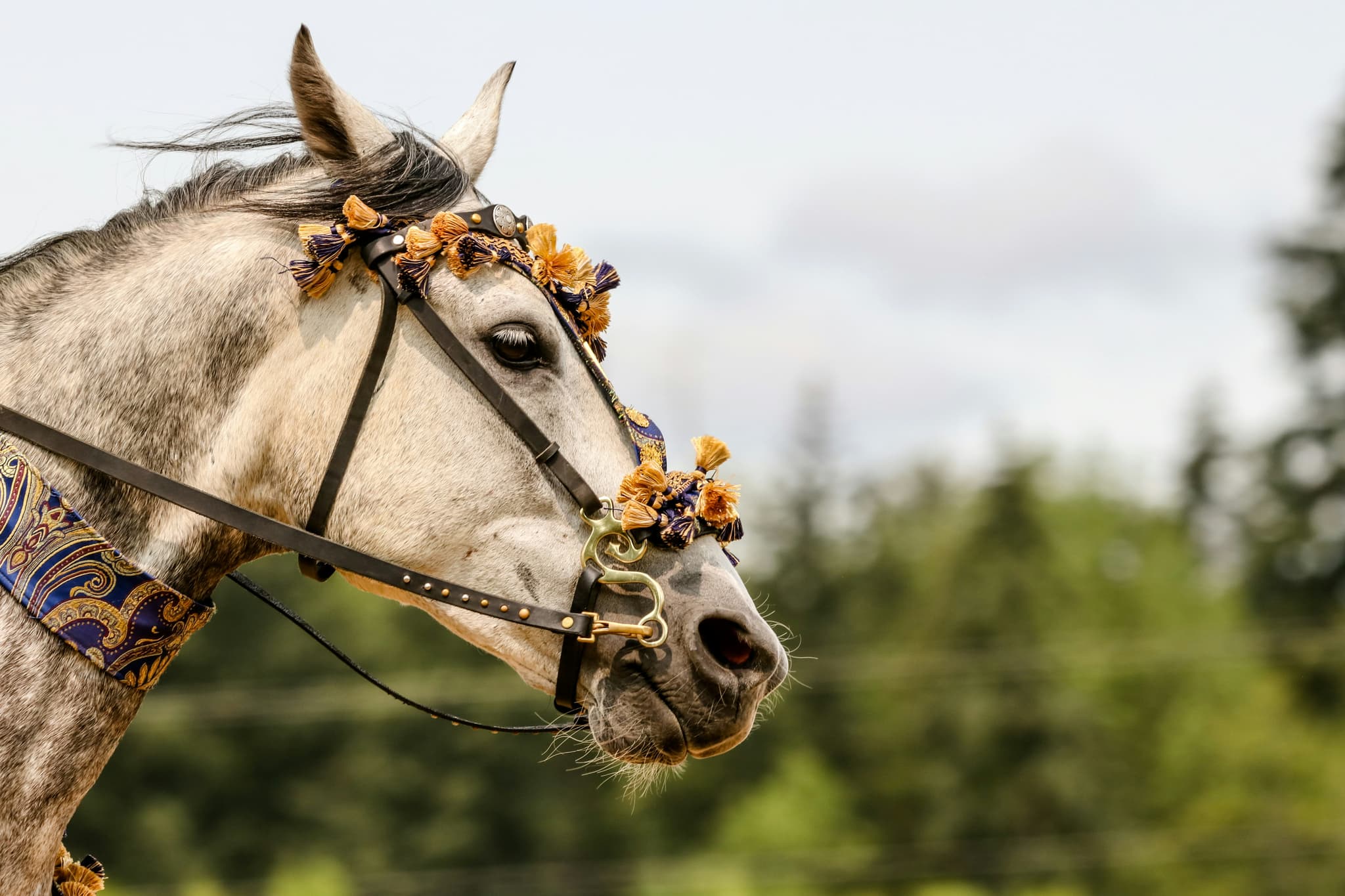 cheval