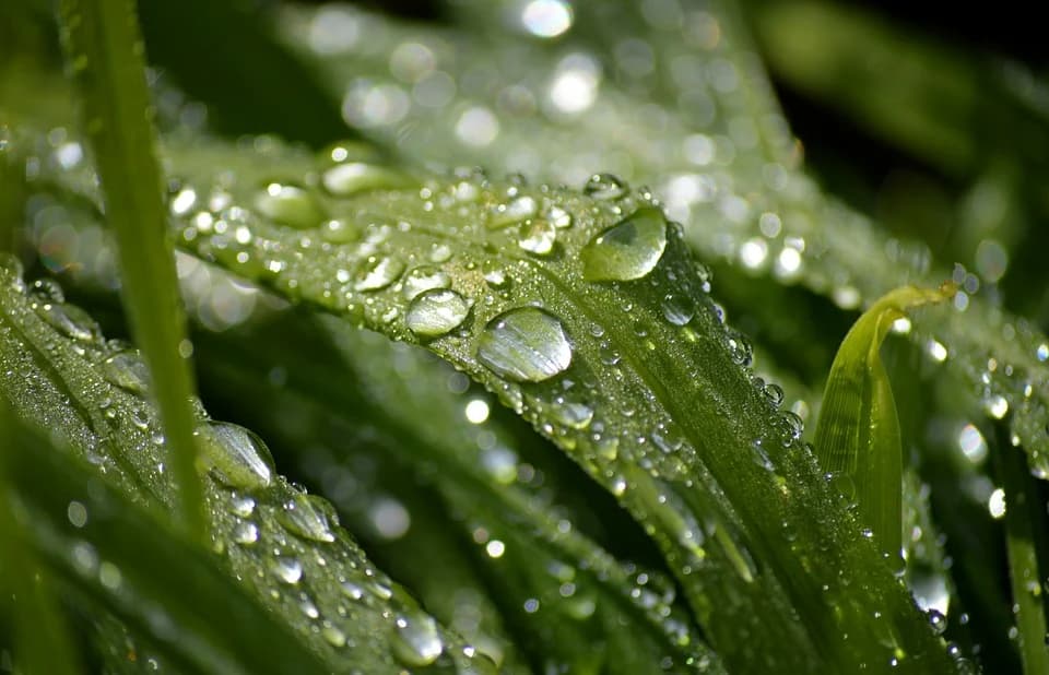 neelam279-raindrop-10190084_960_720