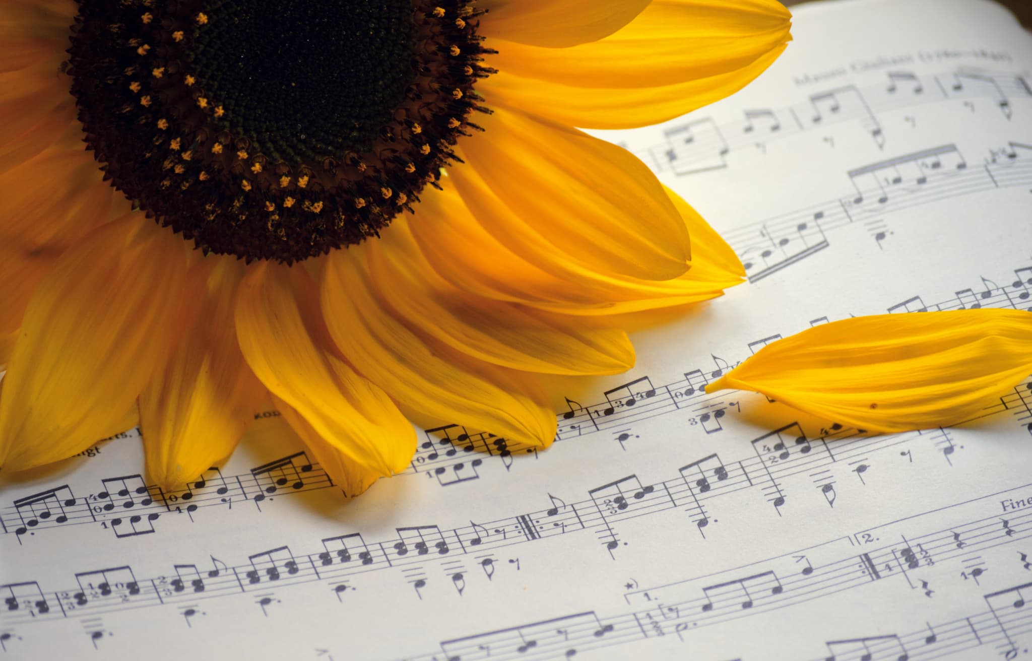 neelam279-sunflower-7493240
