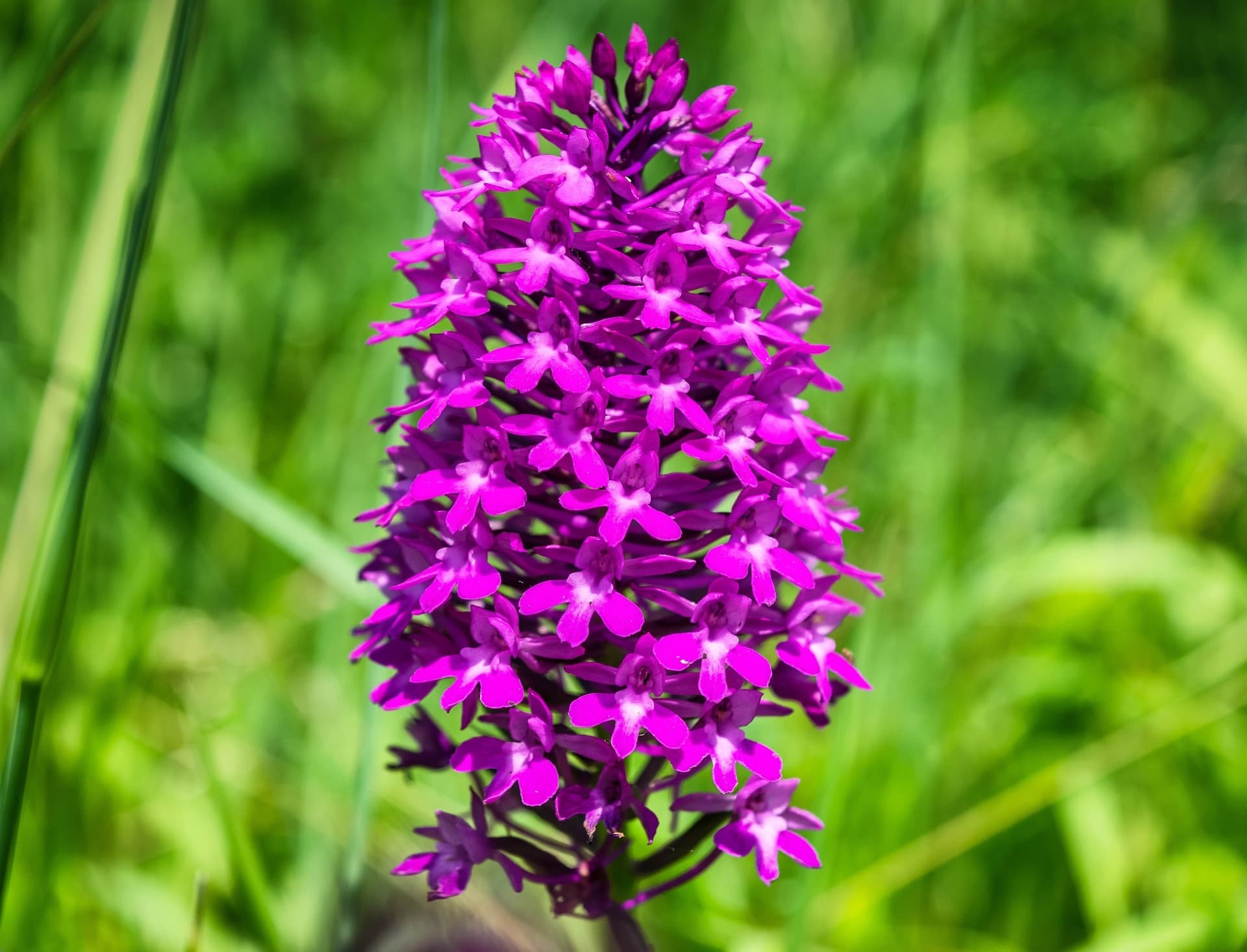 orchidée sauvage