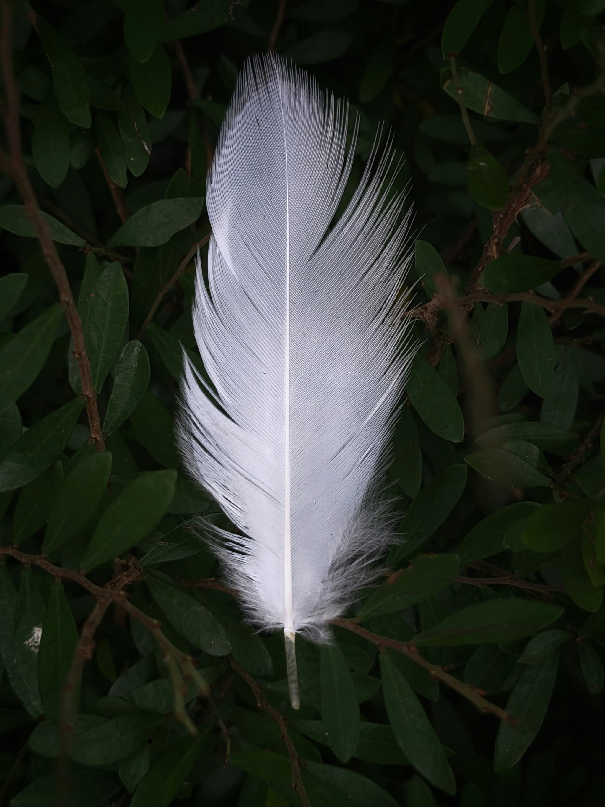 plume d'oiseau