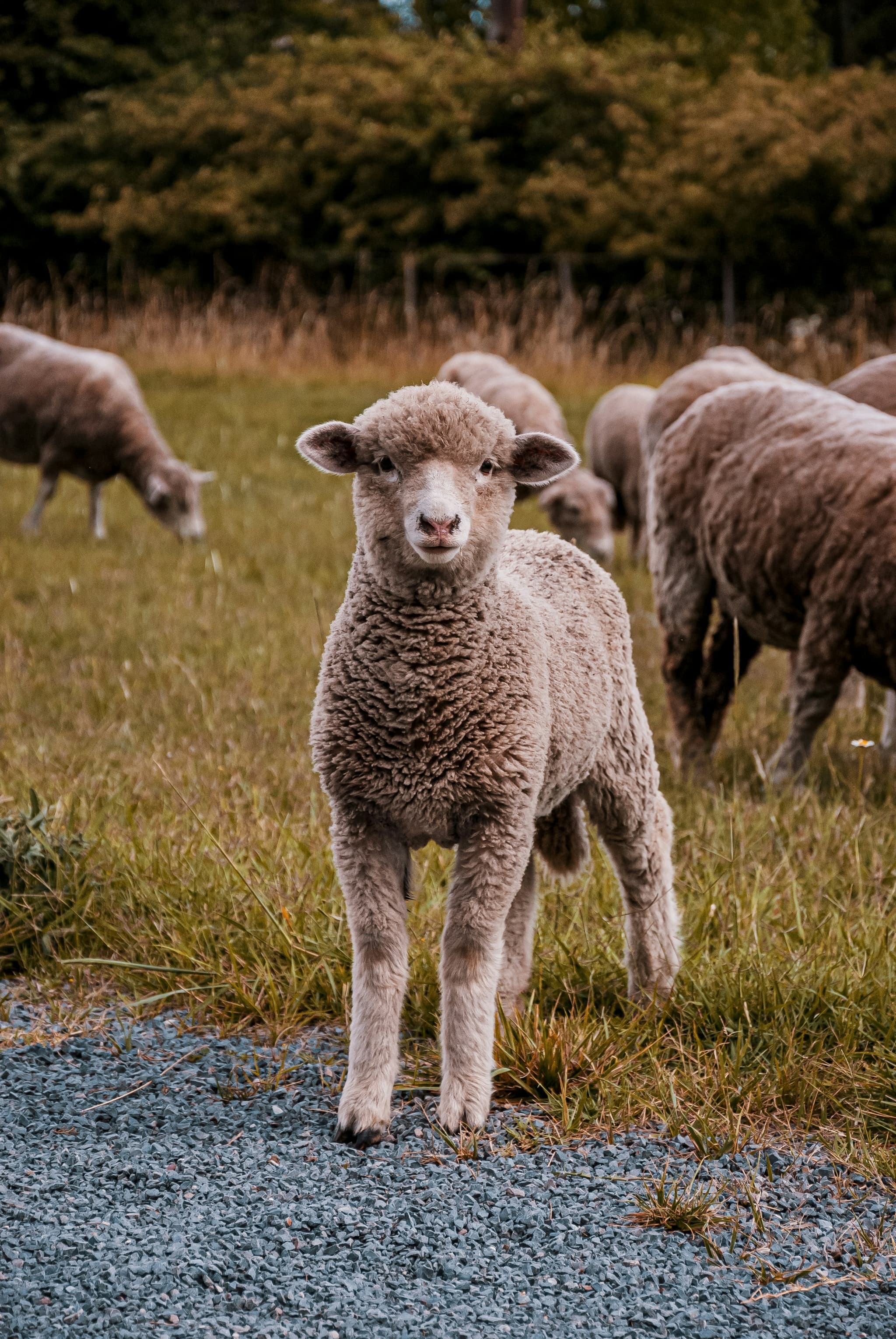 Mouton