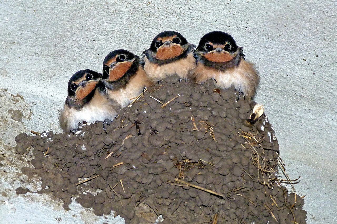 swallows-176140_1280