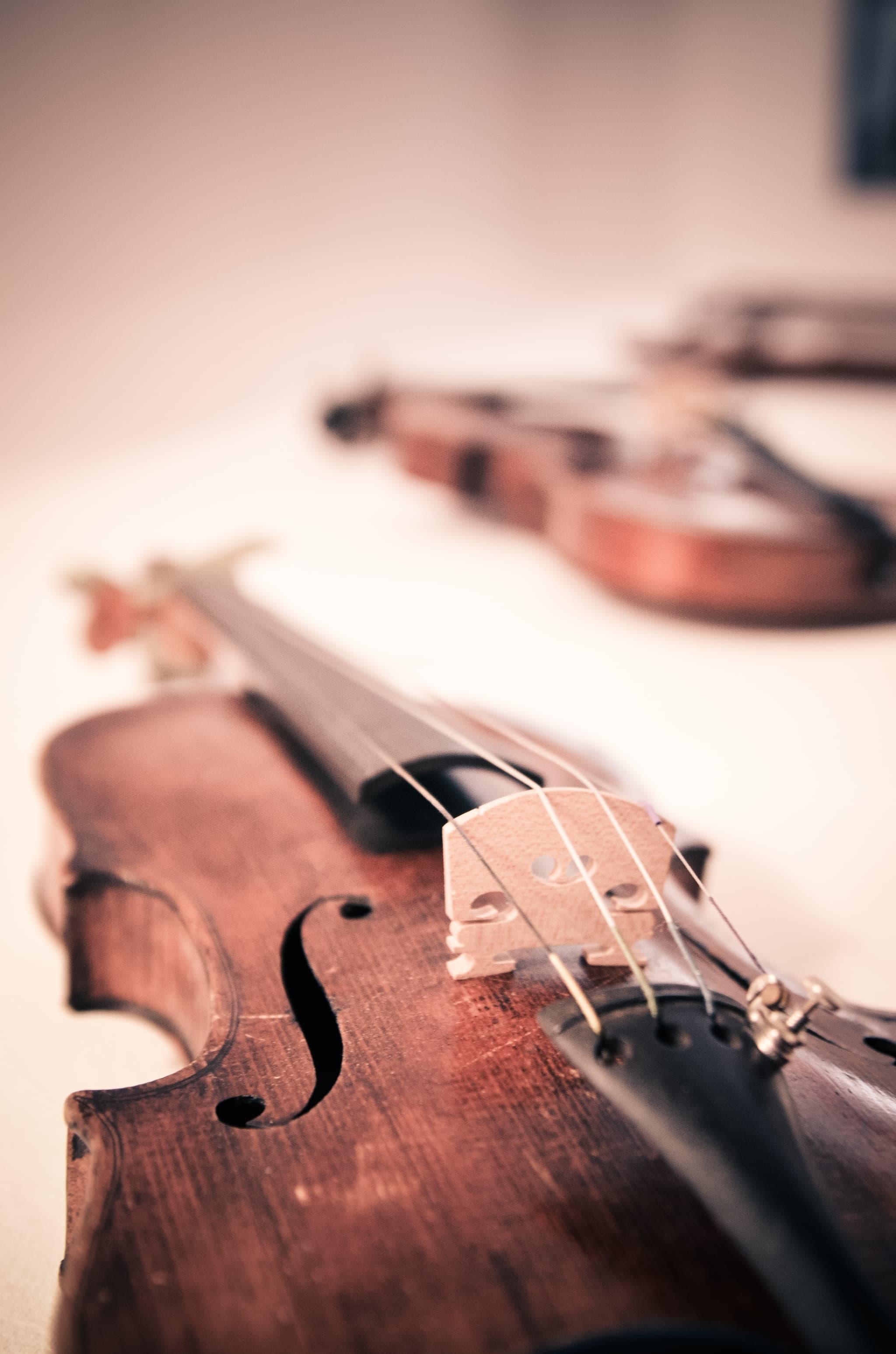 theangryteddy-violin-338518