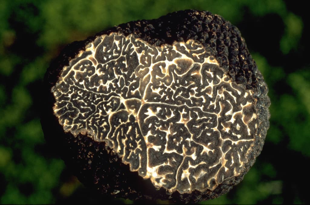 truffe7