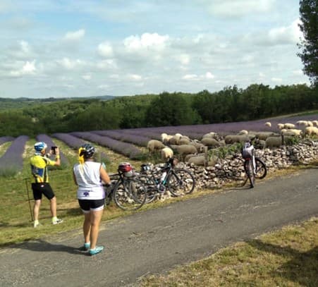 Rando dans les champs de lavande à l'occasion des Portes des Bergers des Lavandes - ANNULÉ